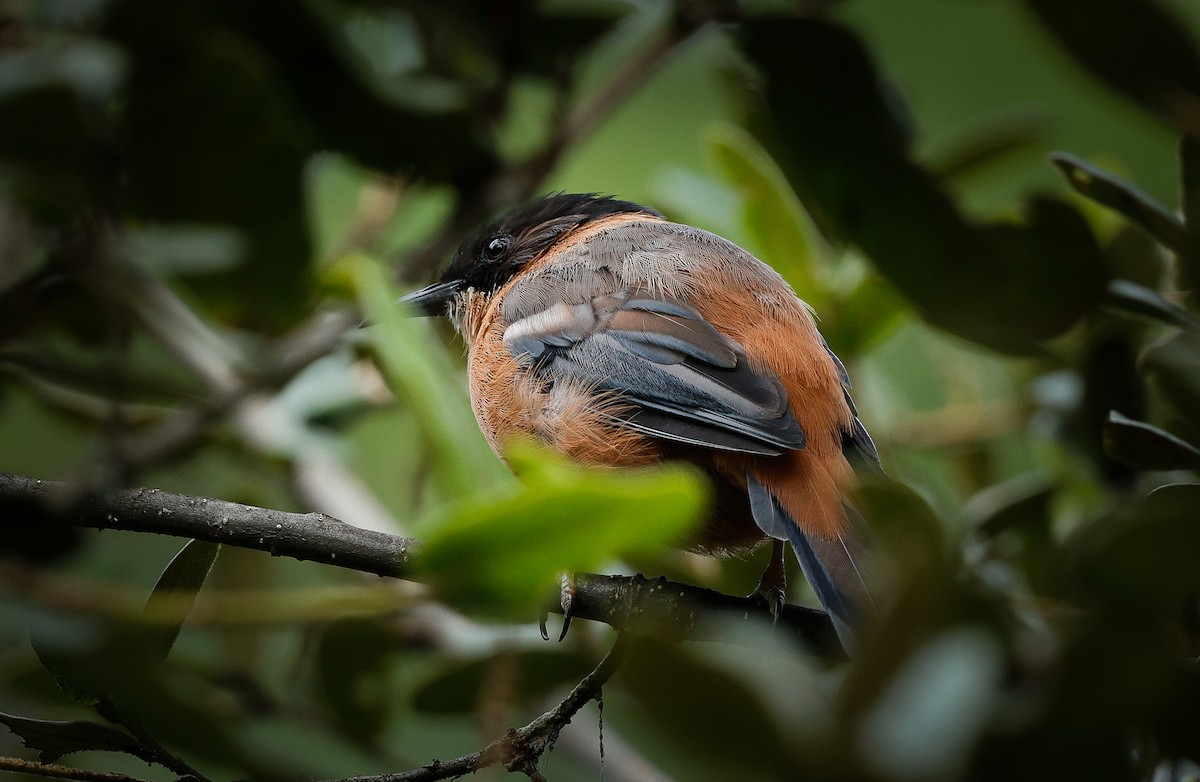 Rufous Sibia - ML643141922