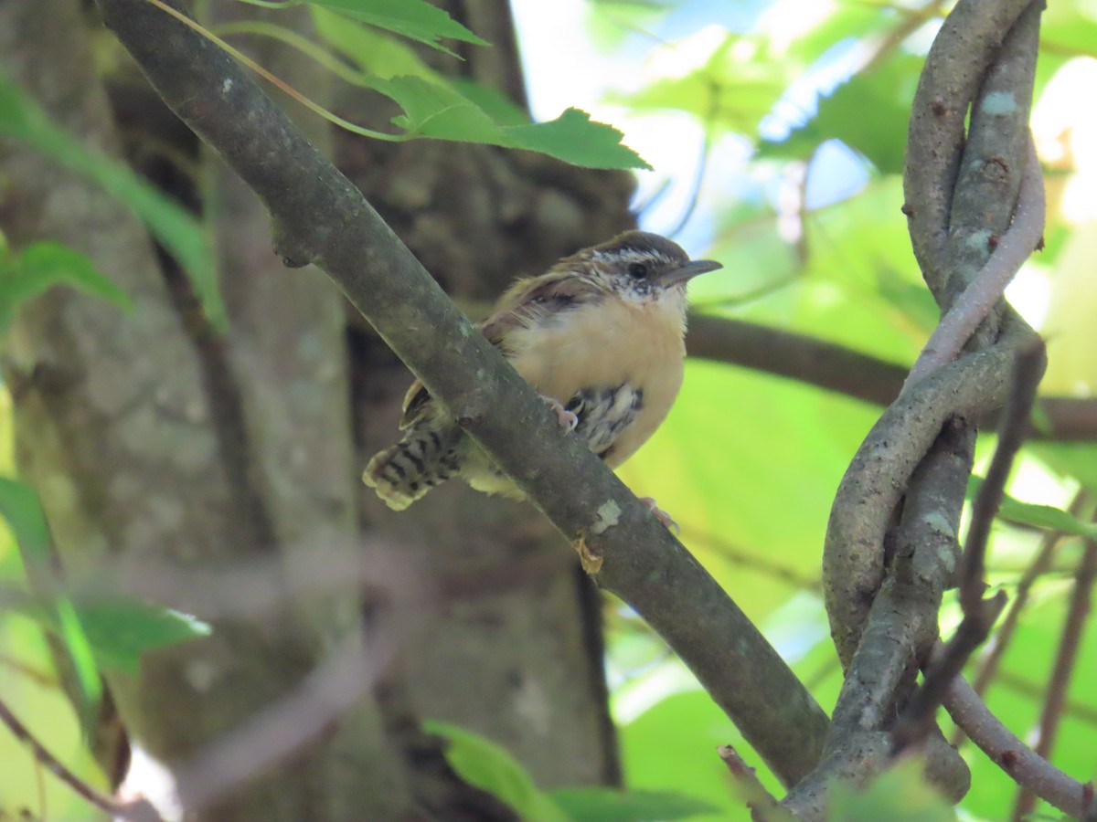 Carolina Wren - ML643141924