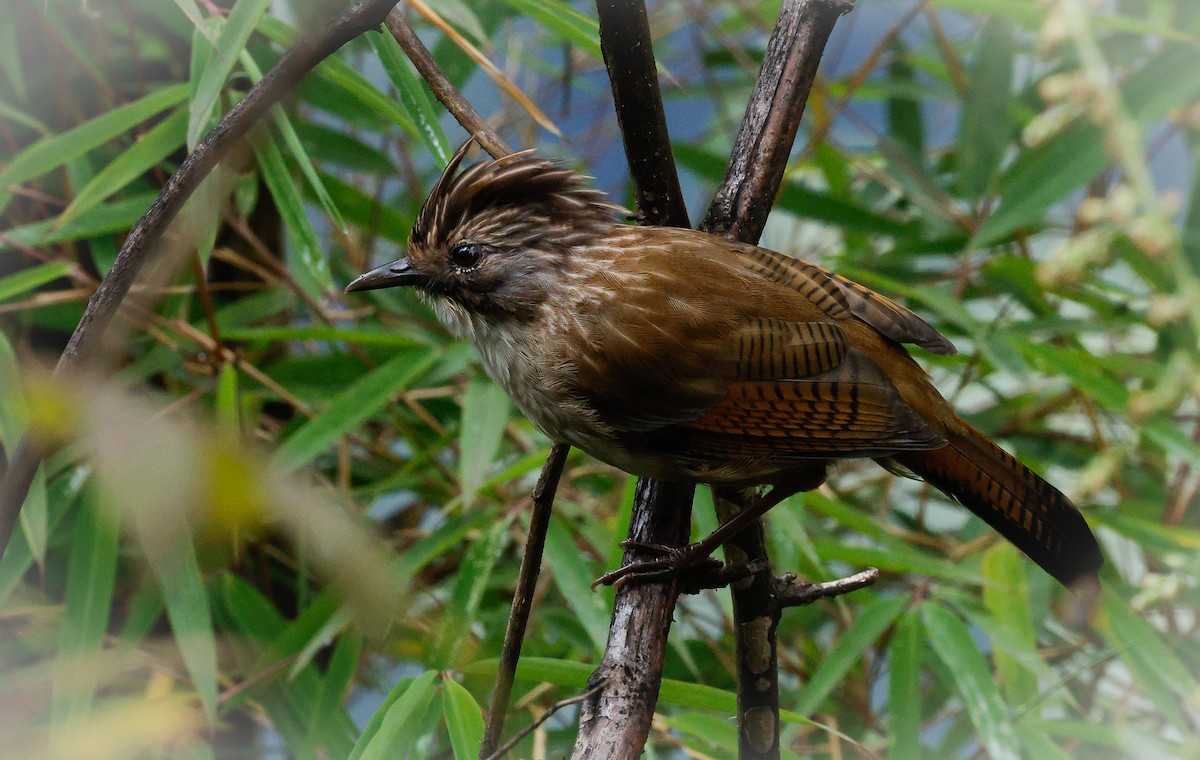 Hoary-throated Barwing - ML643141928