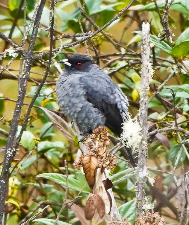 Red-crested Cotinga - ML643141929