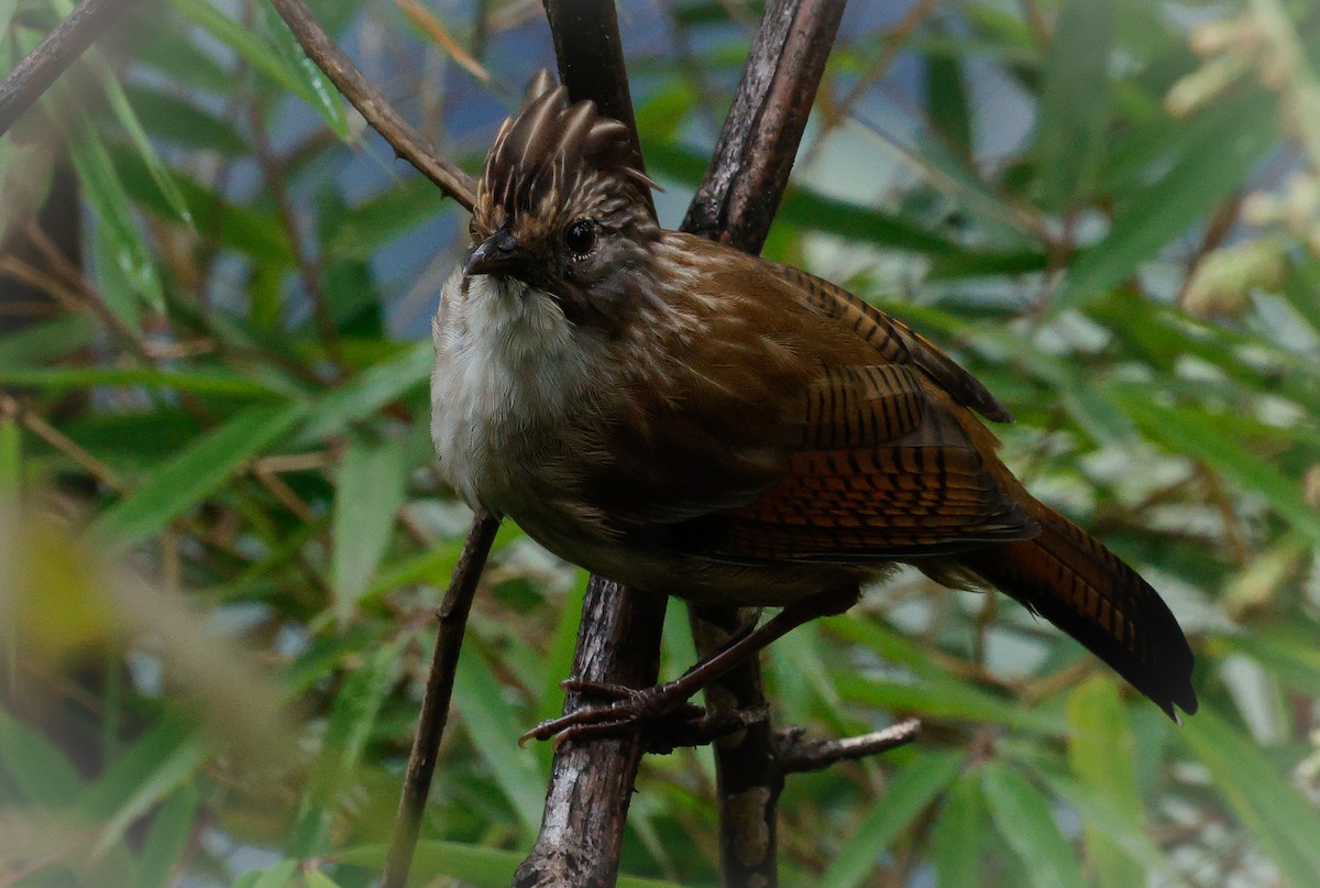 Hoary-throated Barwing - ML643141931