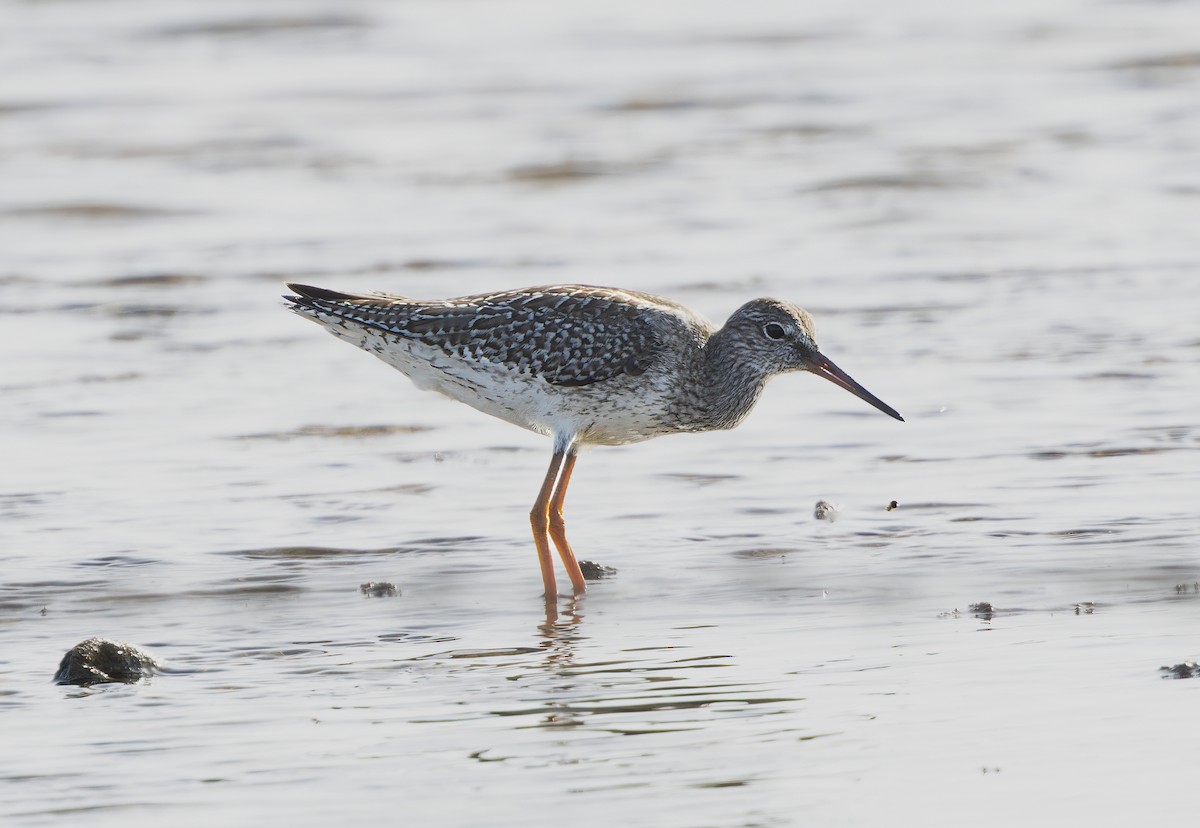 Common Redshank - ML643141932