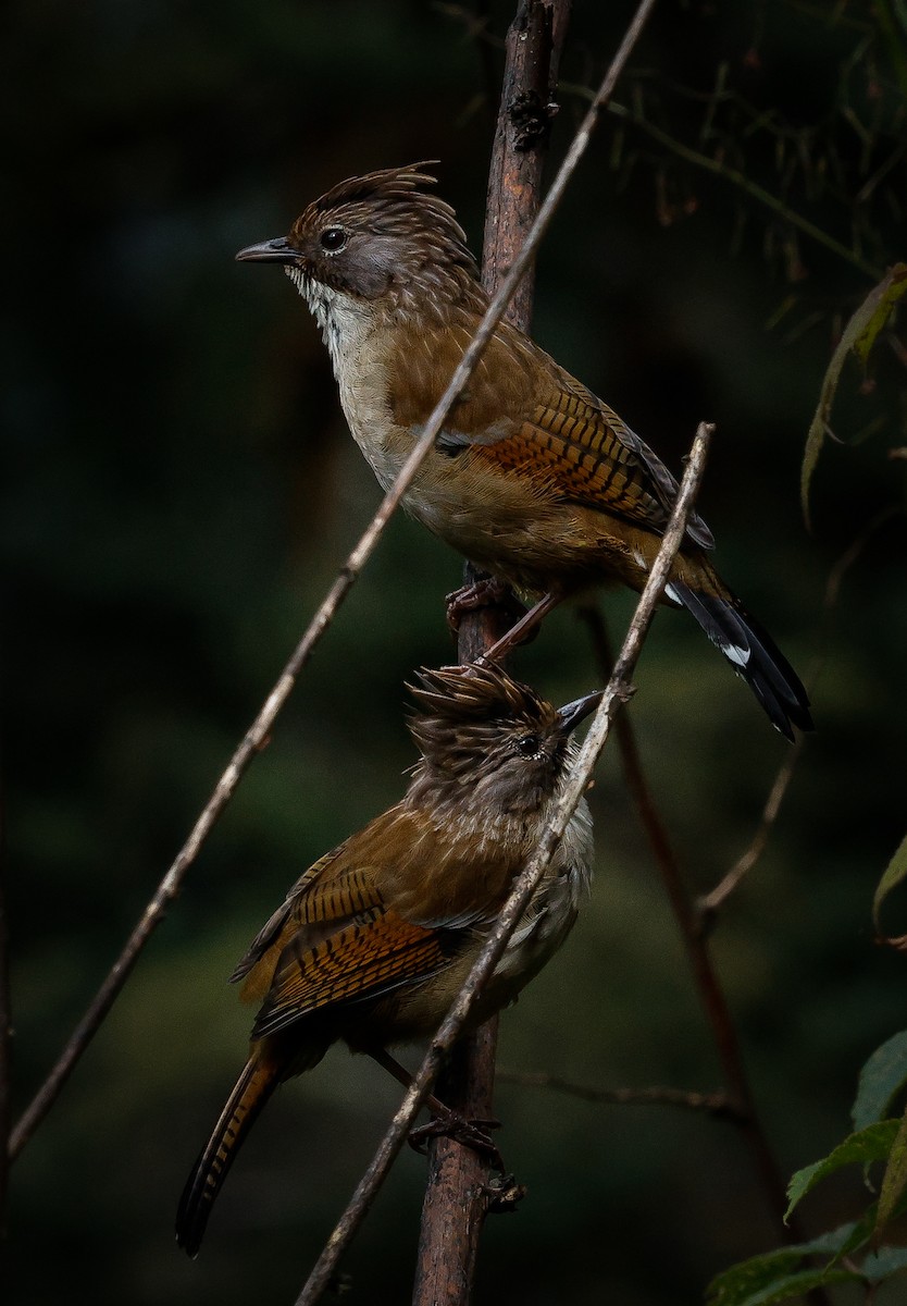 Hoary-throated Barwing - ML643141933