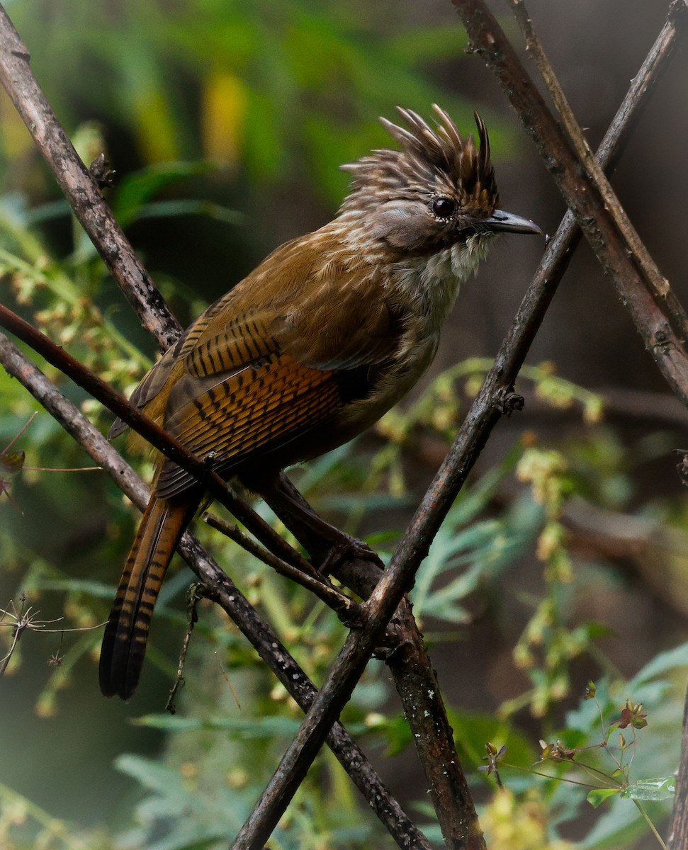 Hoary-throated Barwing - ML643141935