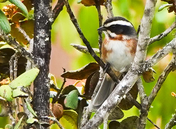 Plain-tailed Warbling Finch - ML643141938
