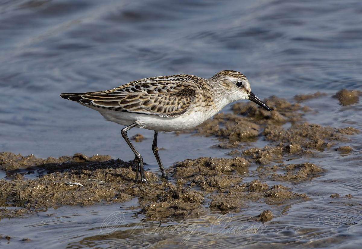 Little Stint - ML643141939