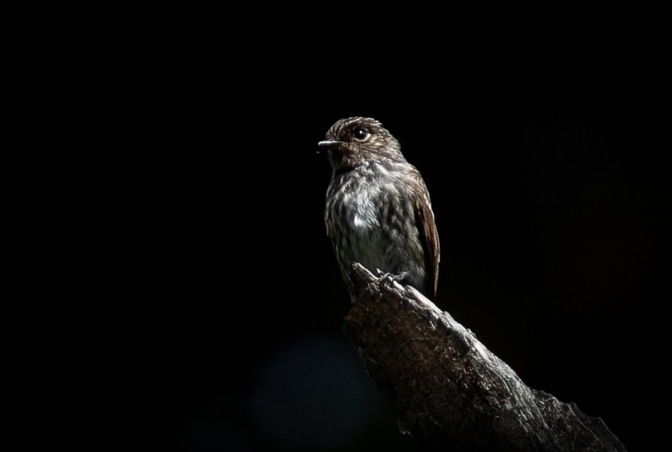 Dark-sided Flycatcher - ML643141948