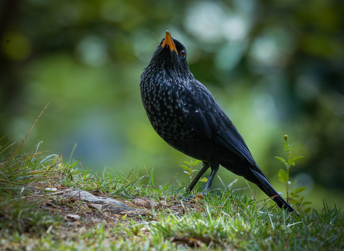 Blue Whistling-Thrush - ML643141956