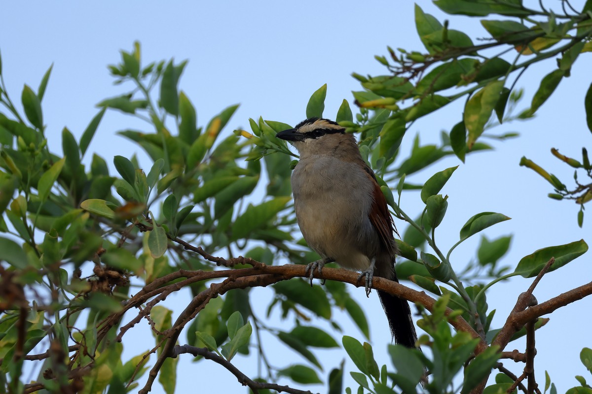 Black-crowned Tchagra - ML643141962