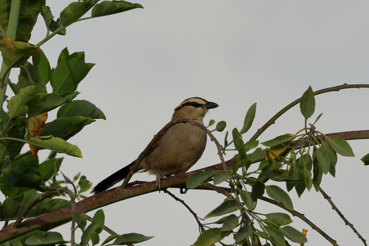 Black-crowned Tchagra - ML643141963