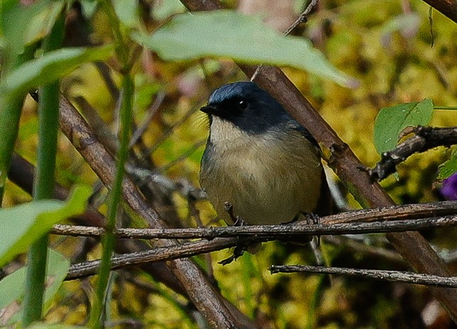 Slaty-blue Flycatcher - ML643141969