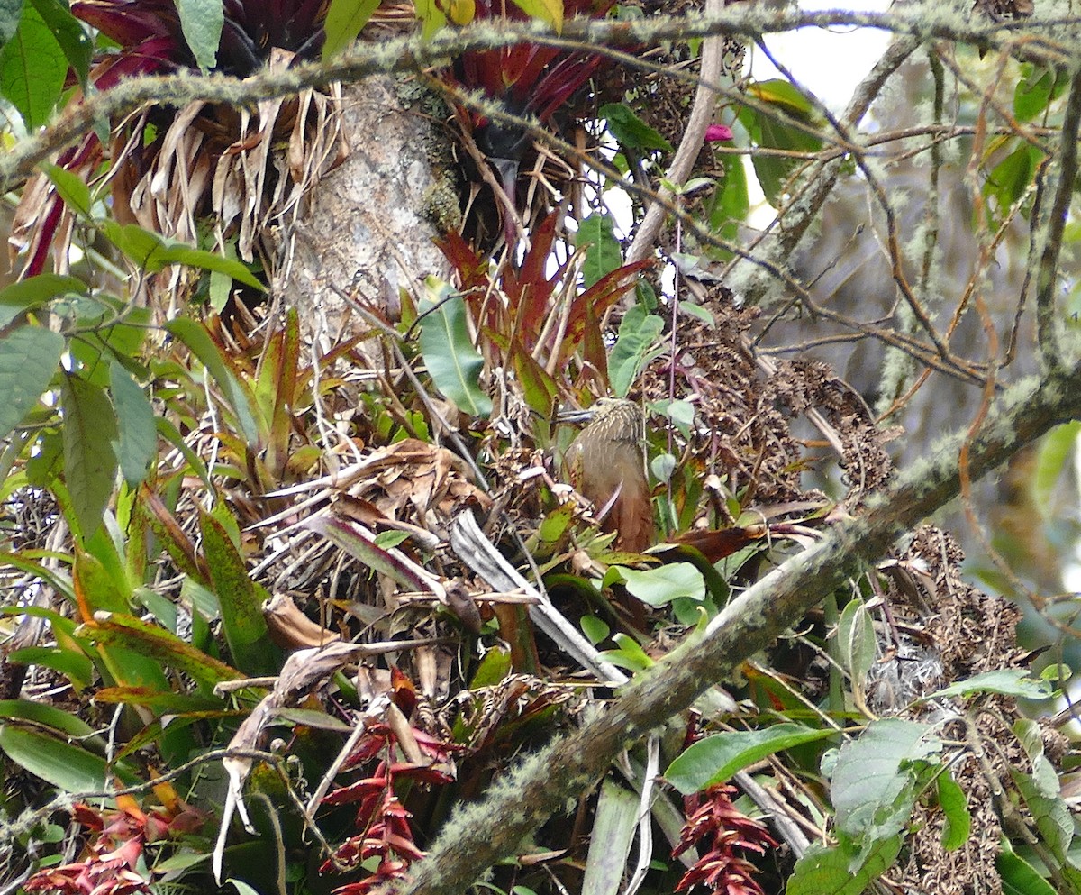Strong-billed Woodcreeper - ML643141971