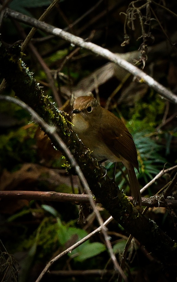 Slaty-blue Flycatcher - ML643141975