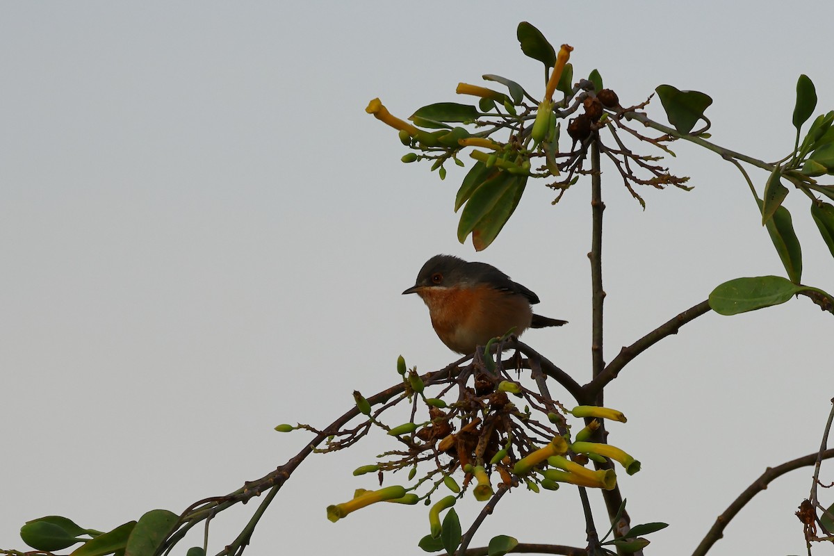 Western Subalpine Warbler - ML643141990
