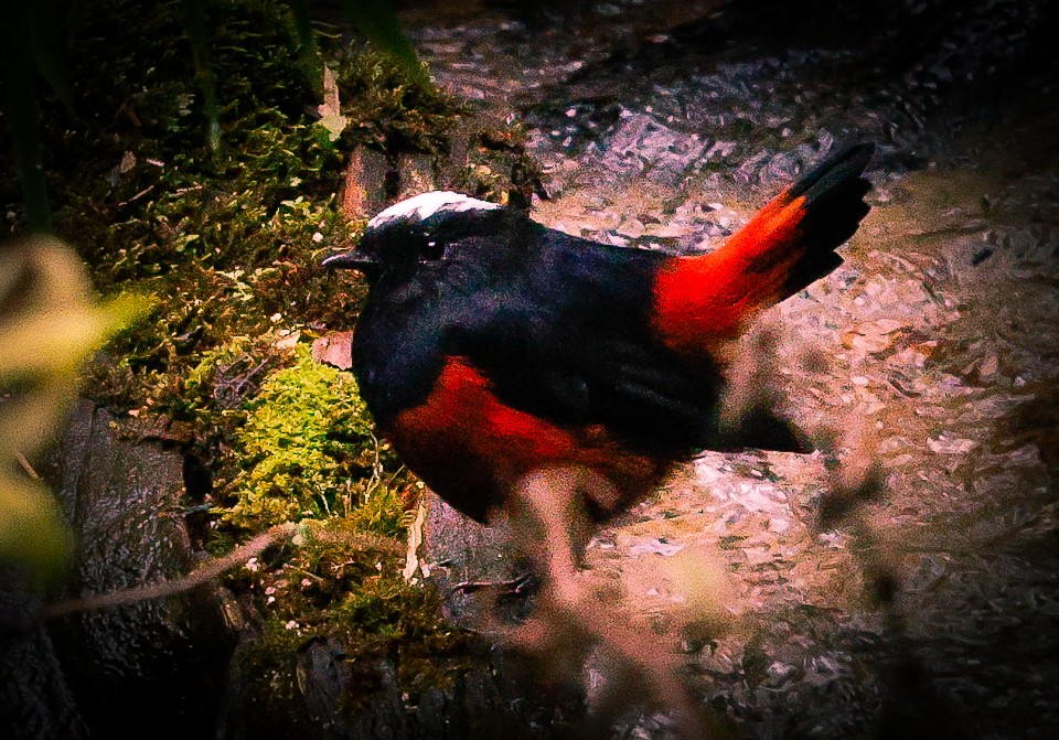 White-capped Redstart - ML643142002