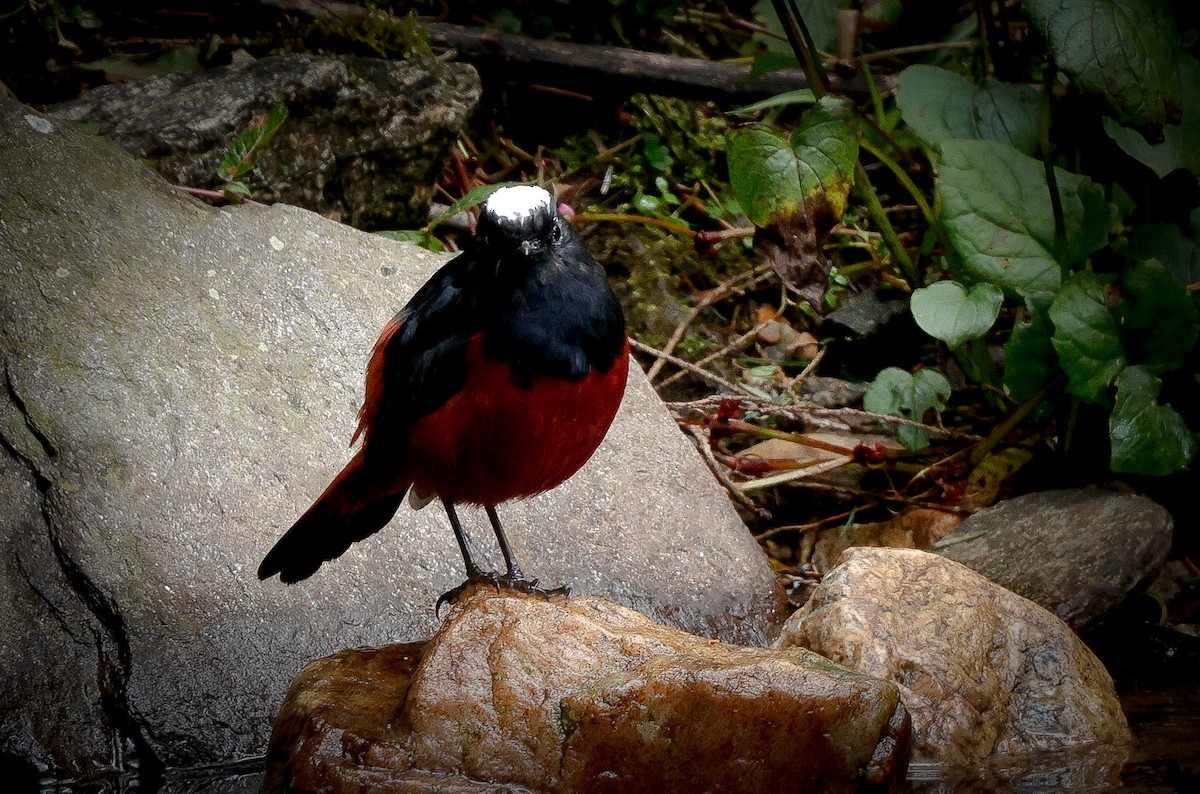 White-capped Redstart - ML643142007