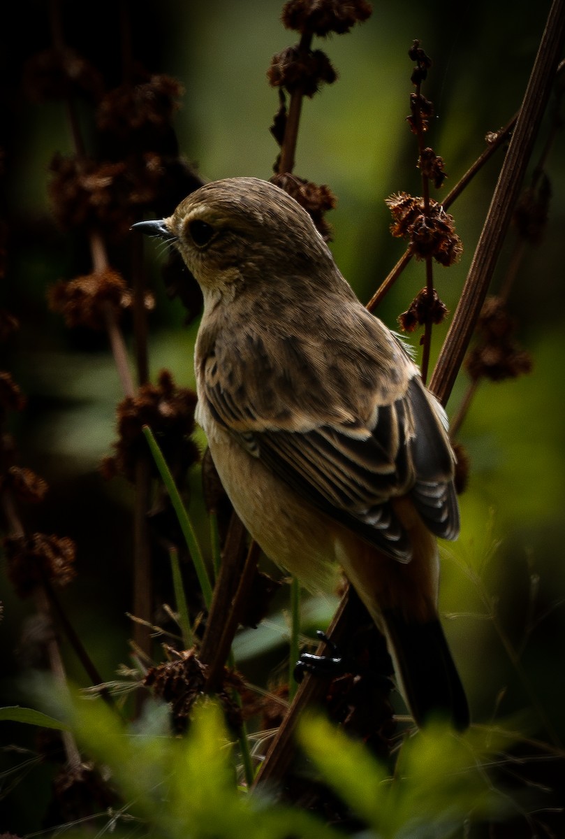 Gray Bushchat - ML643142019