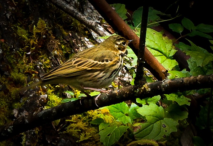 Olive-backed Pipit - ML643142029