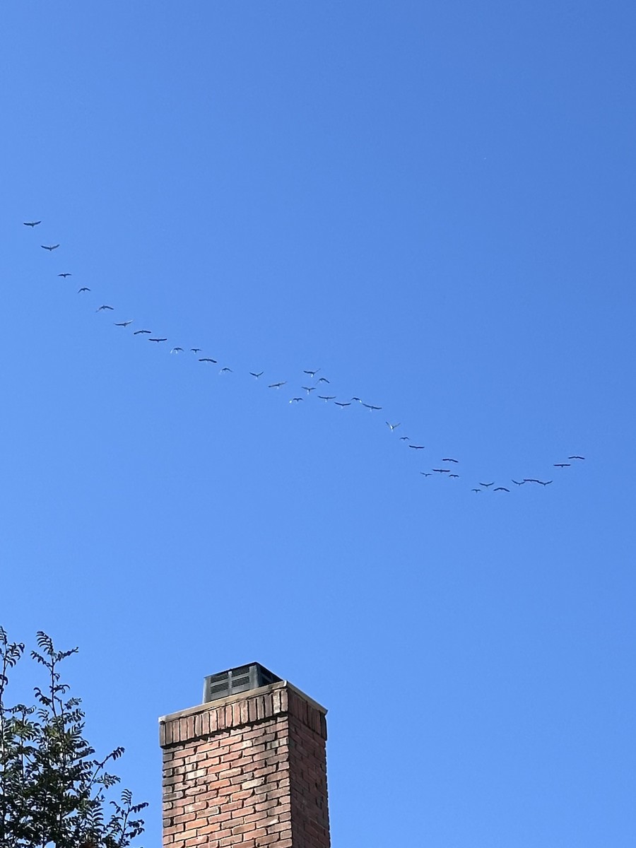 jeřáb kanadský - ML643142055