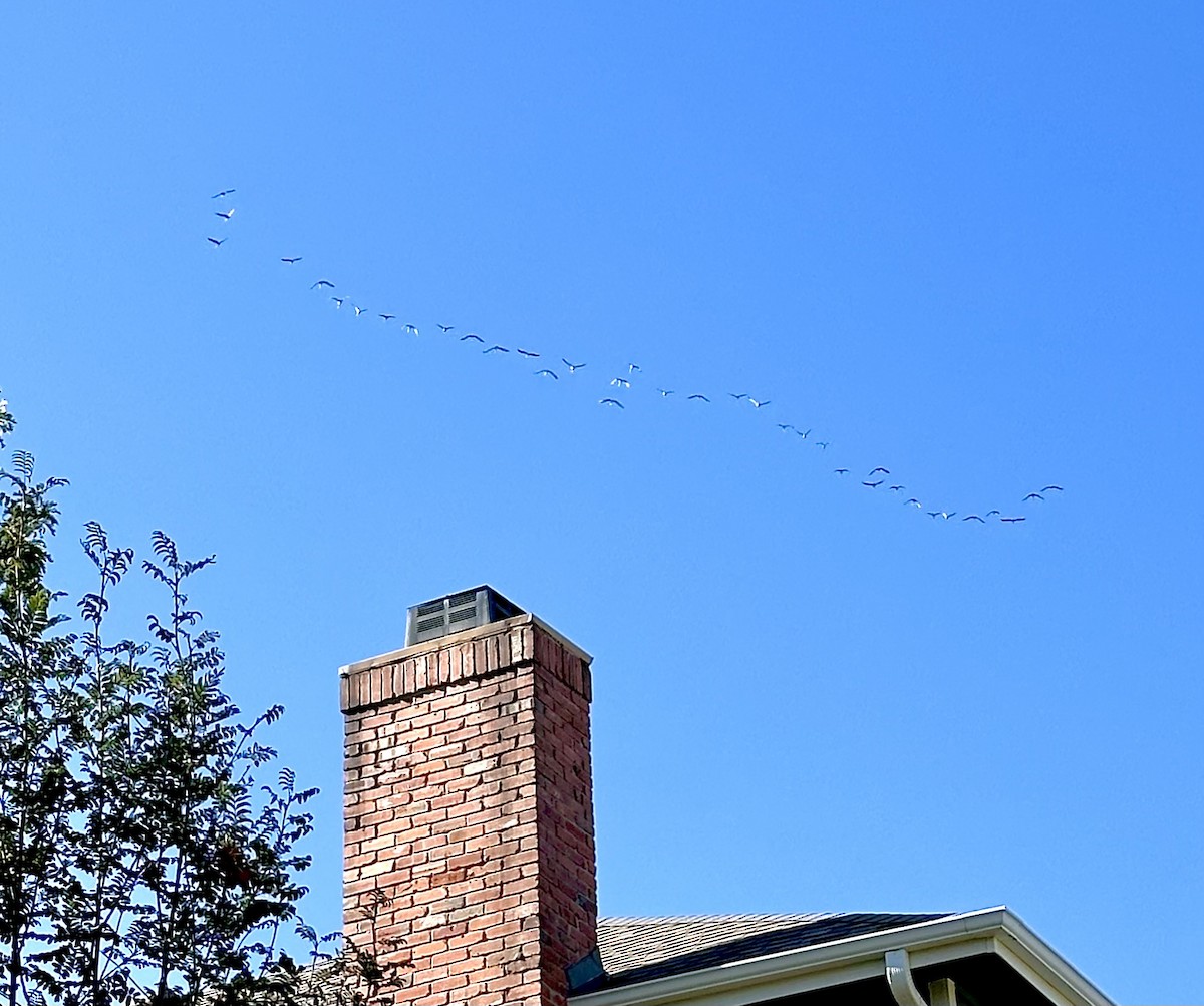 jeřáb kanadský - ML643142056