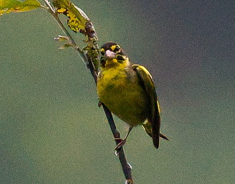 Yellow-breasted Greenfinch - ML643142057