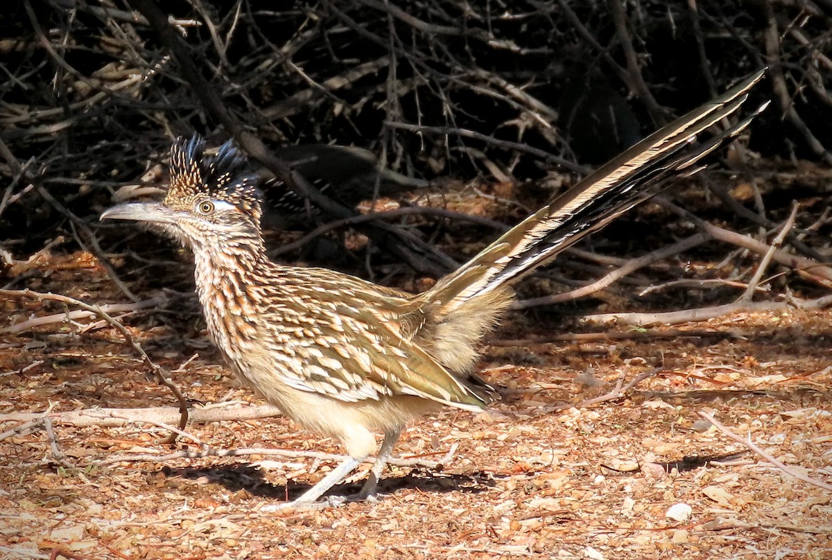 kukačka kohoutí - ML643142073