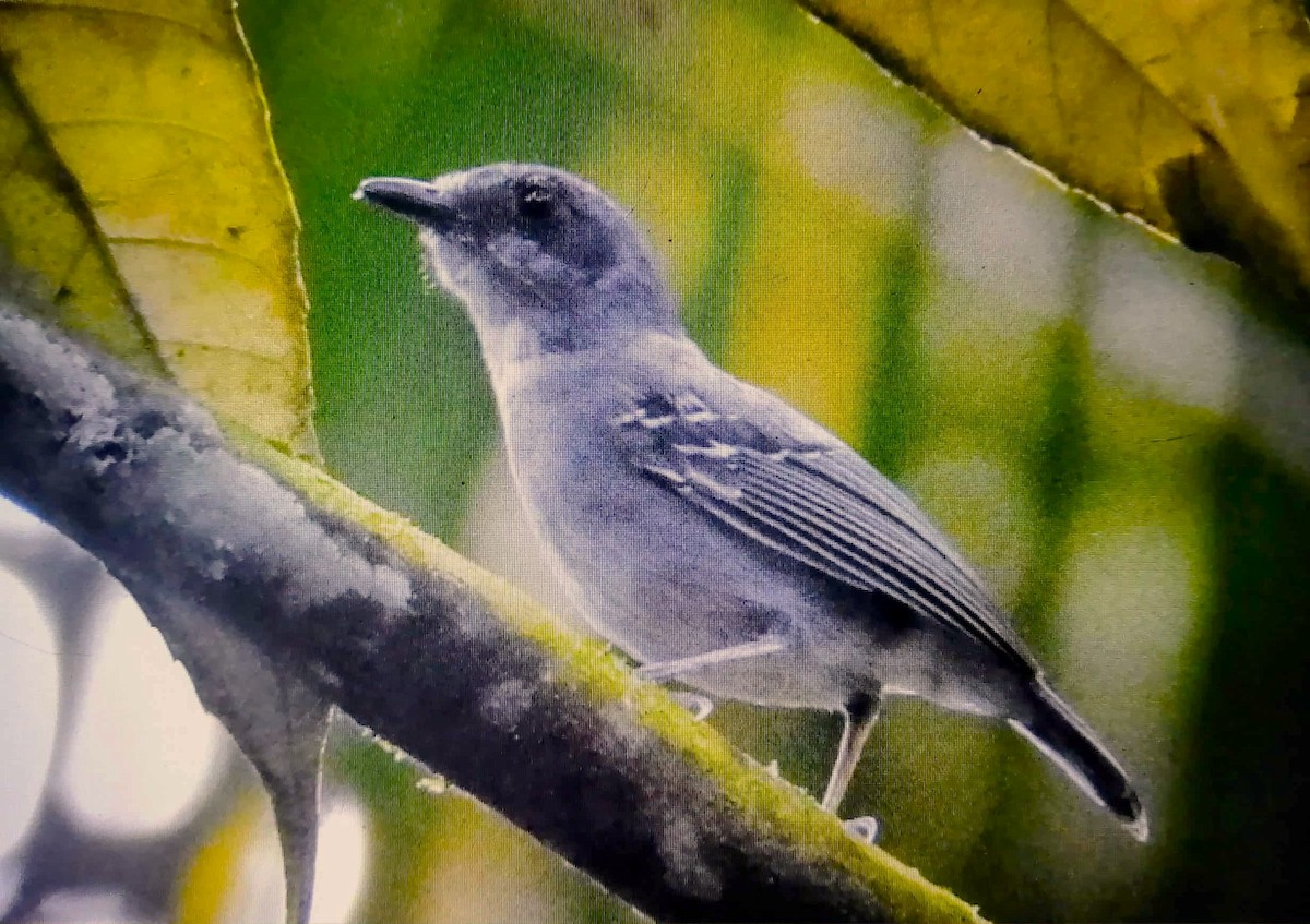Plain Antvireo - ML643142099