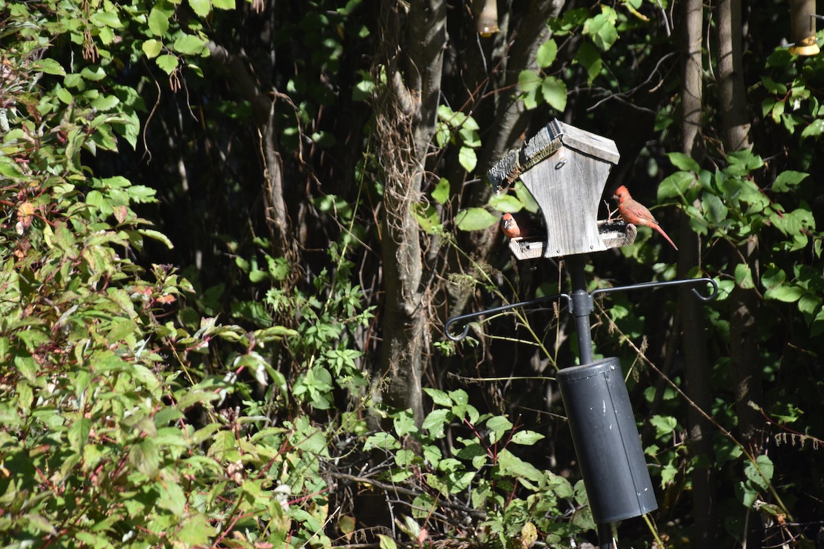 Northern Cardinal - ML643142100