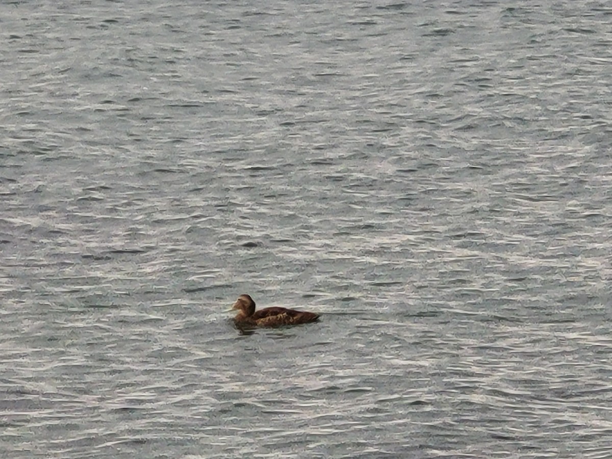 Common Eider - ML643142120