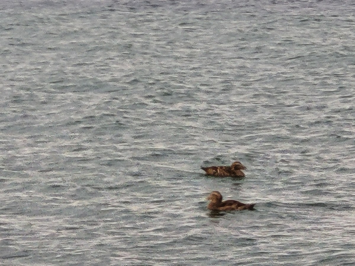 Common Eider - ML643142121