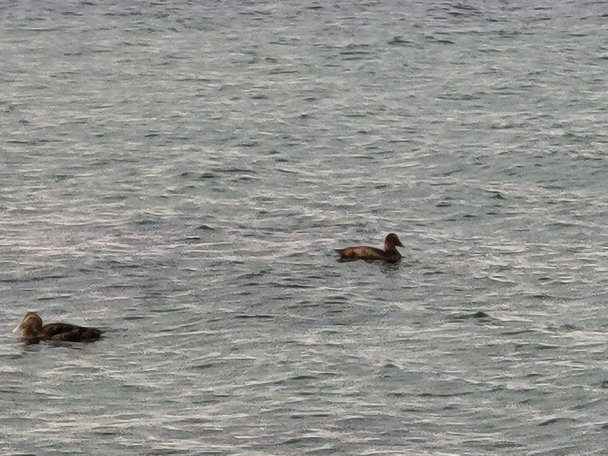 Common Eider - ML643142122