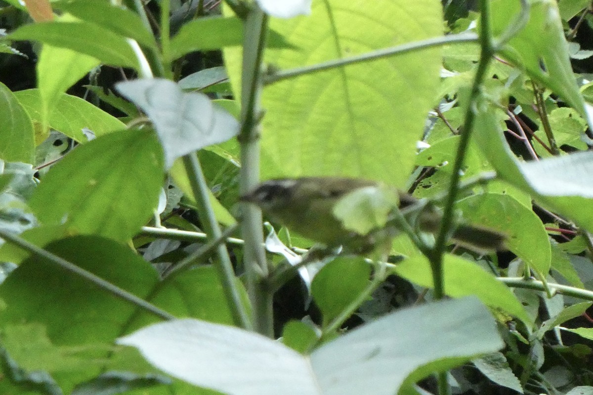 Three-striped Warbler - ML643142136