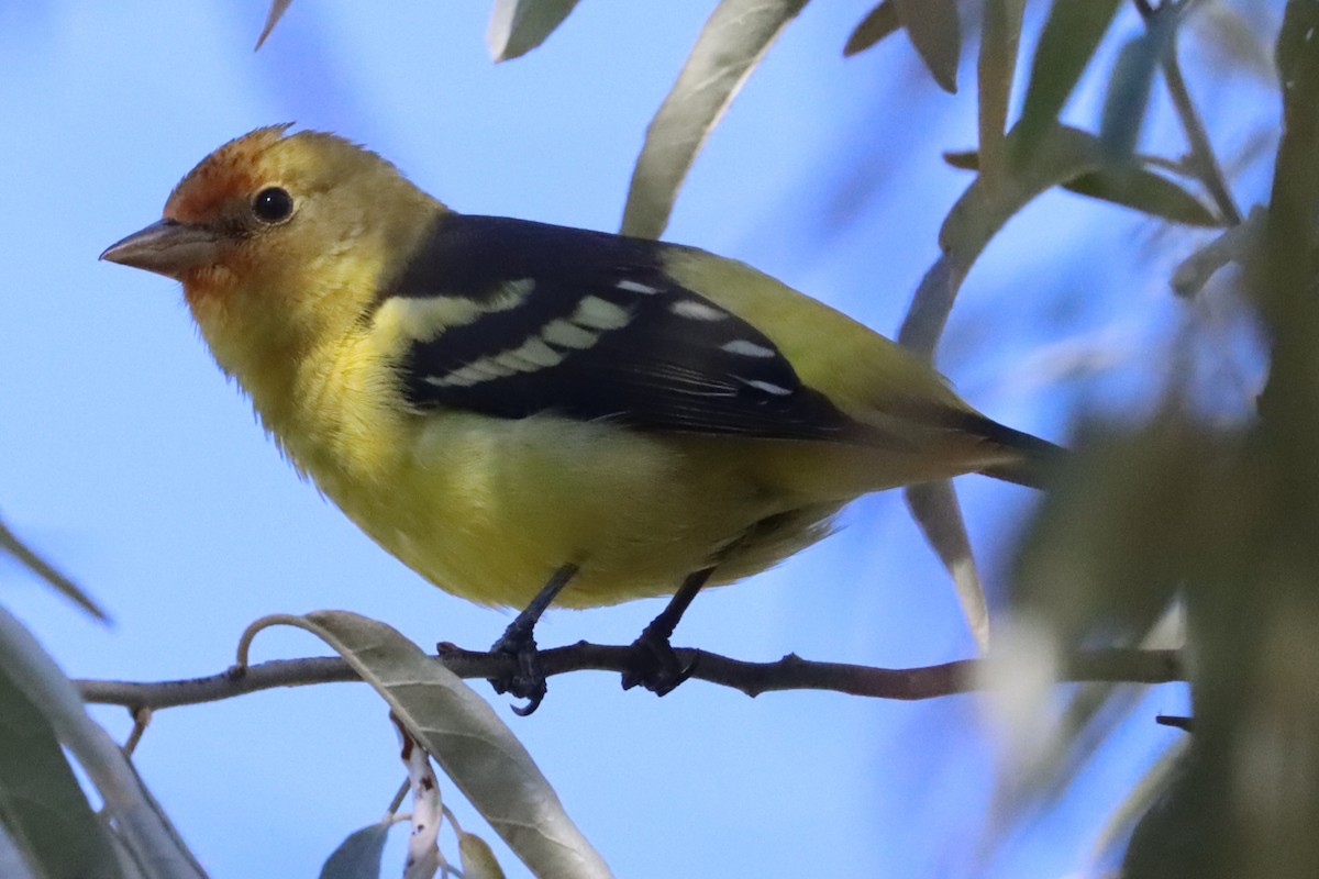 Western Tanager - ML643142138