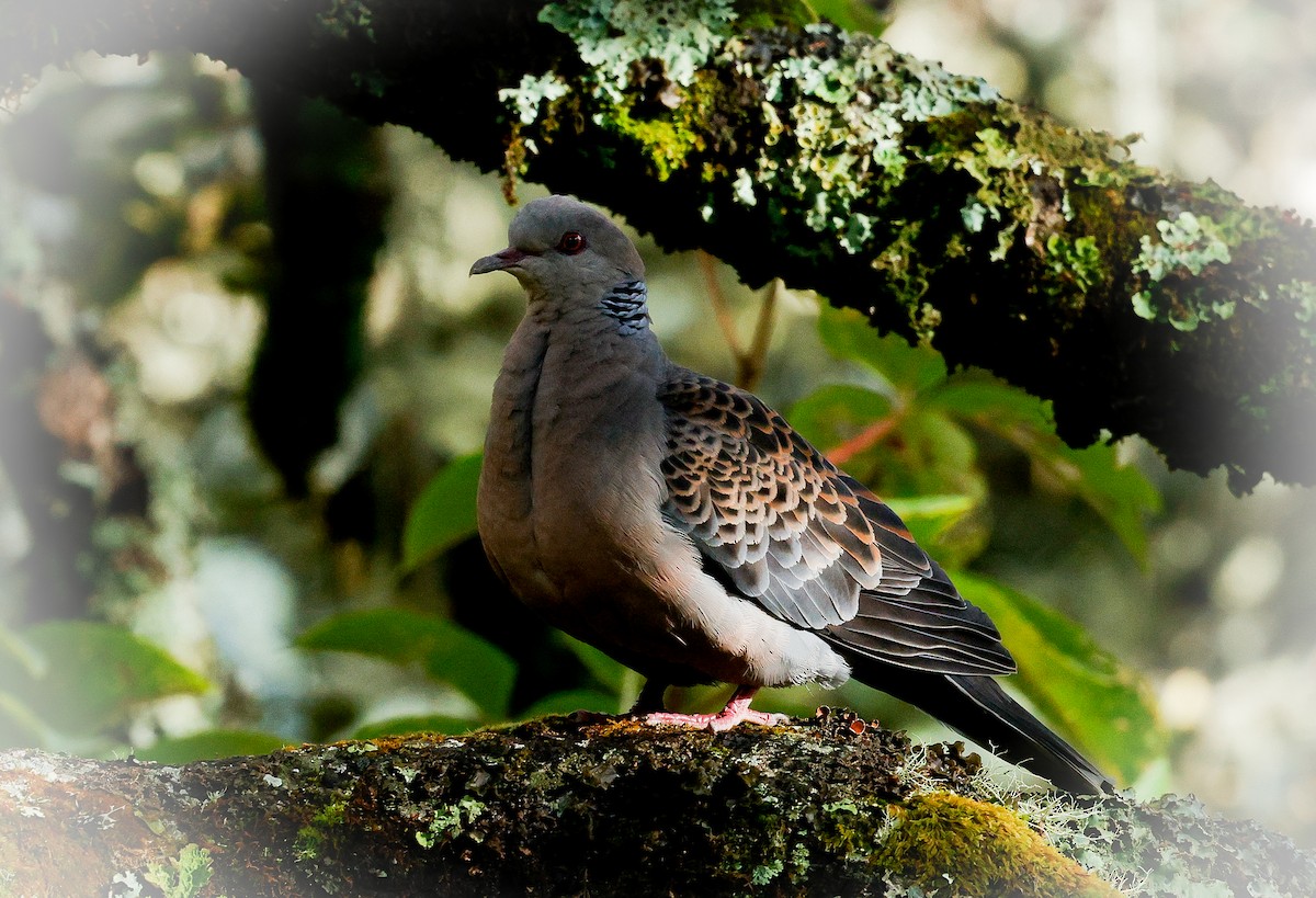Oriental Turtle-Dove - ML643142142