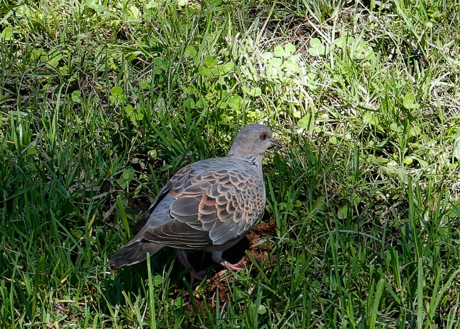 Oriental Turtle-Dove - ML643142152