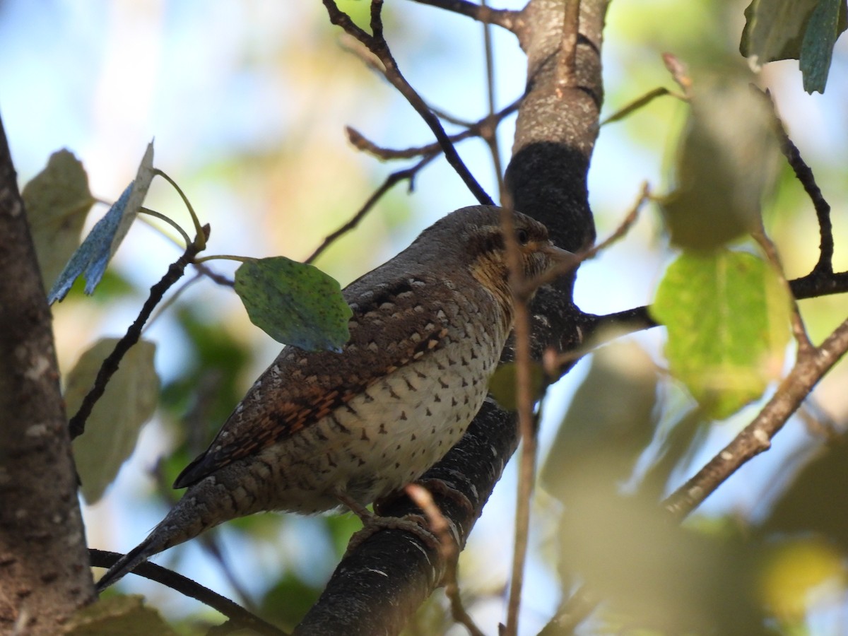 Eurasian Wryneck - ML643142153
