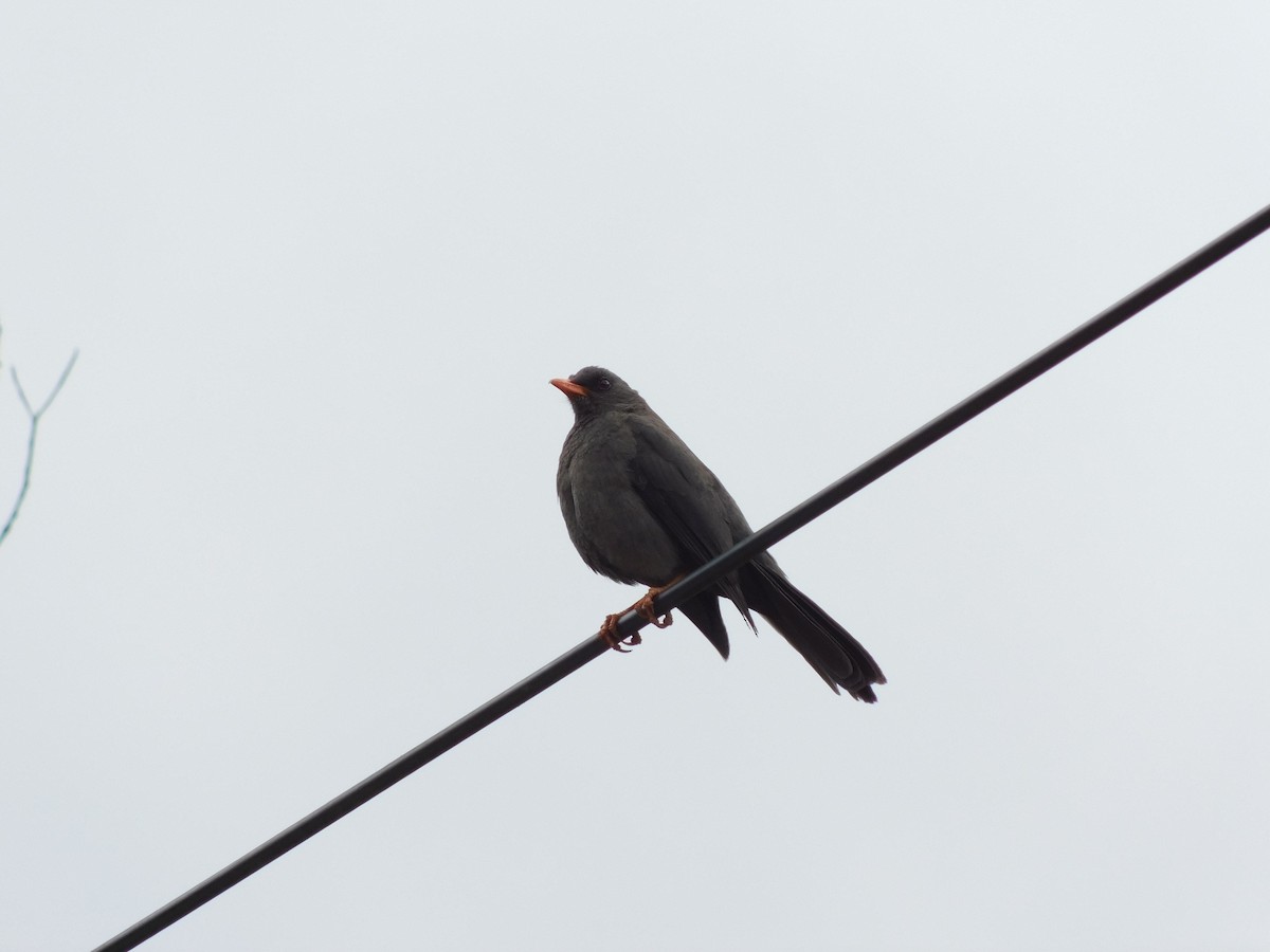 Great Thrush - ML643142157