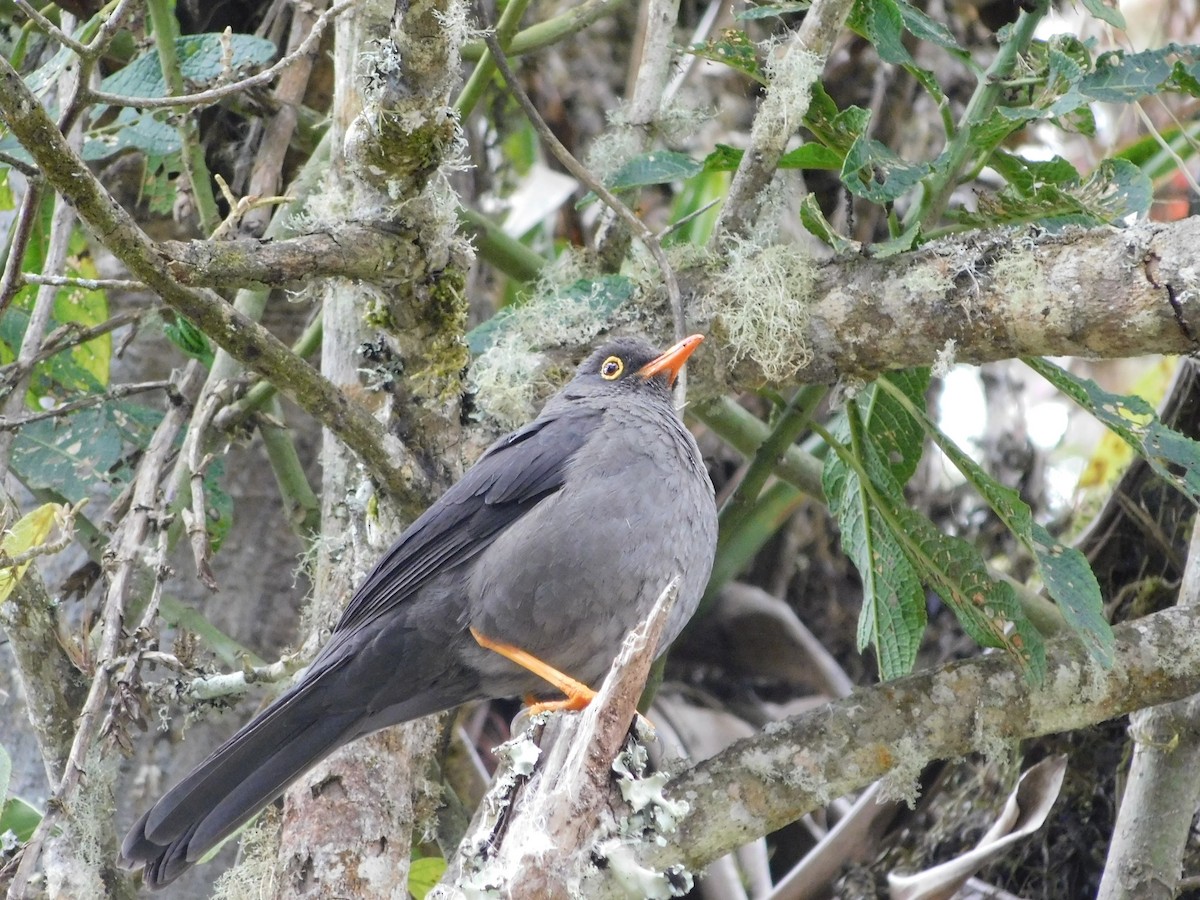 Great Thrush - ML643142158
