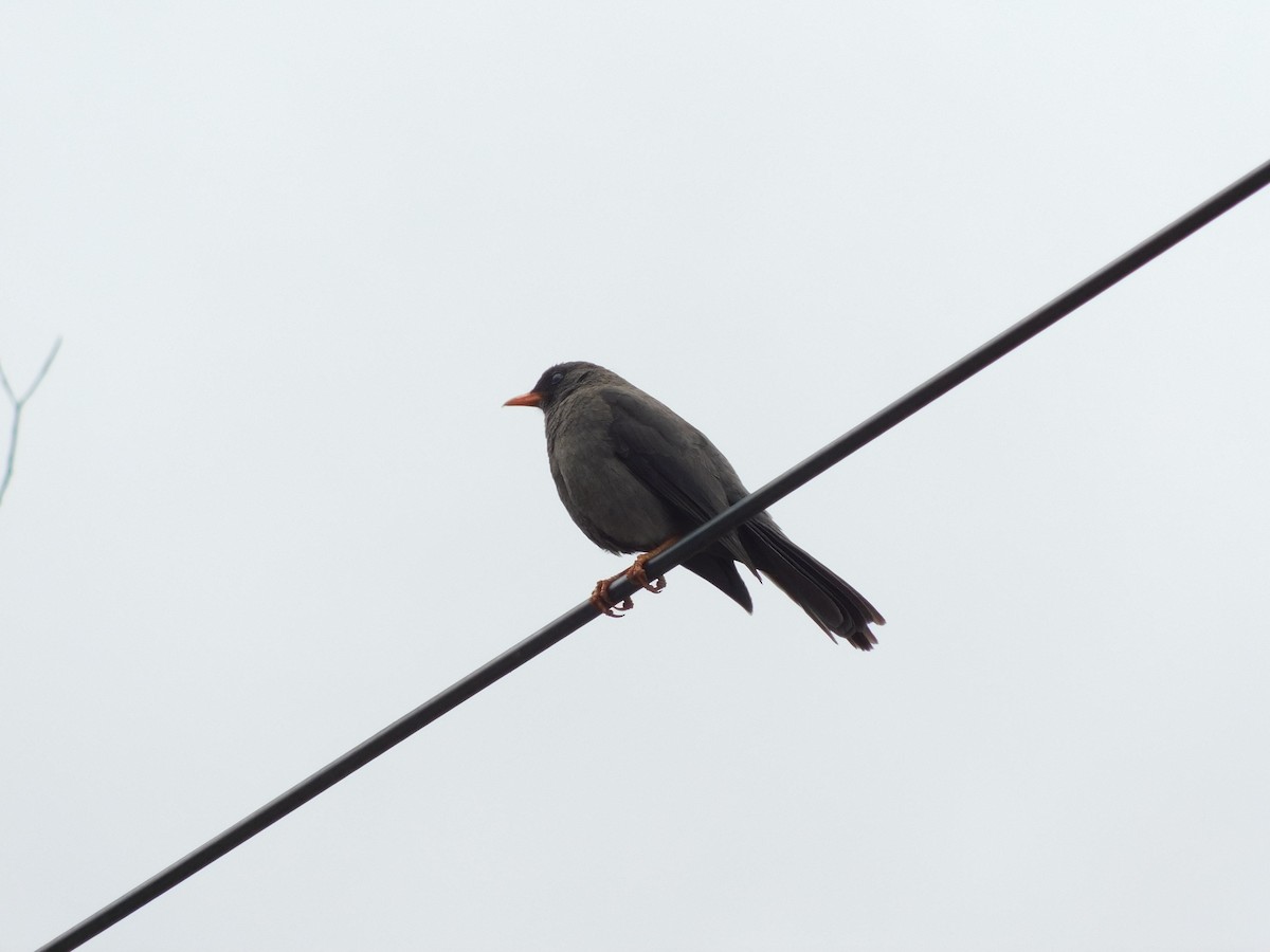 Great Thrush - ML643142159