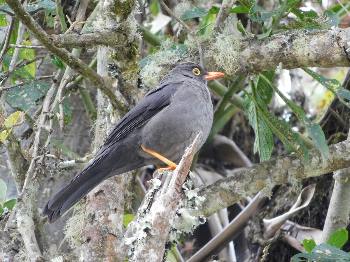 Great Thrush - ML643142160