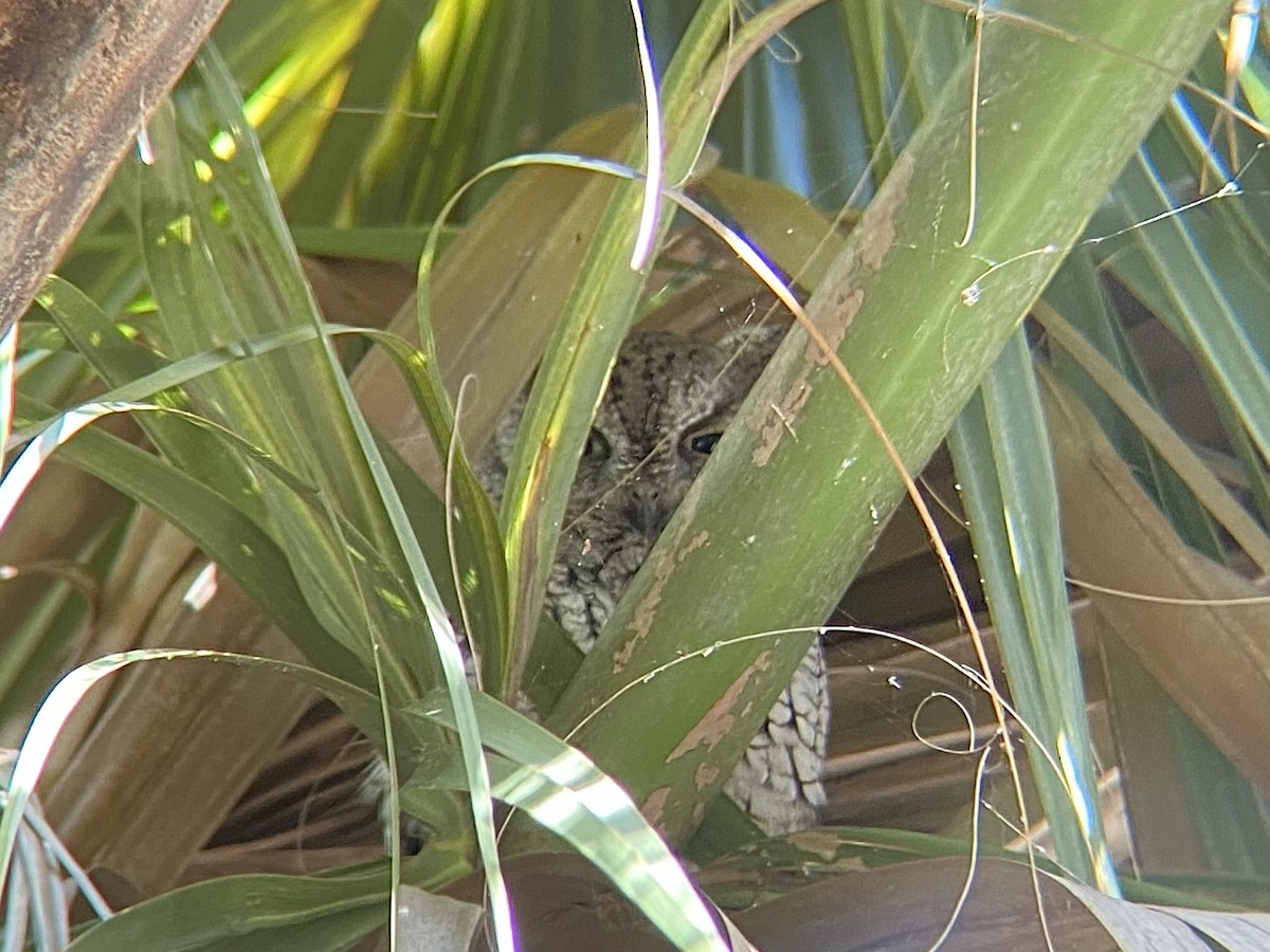 Eastern Screech-Owl - ML643142162