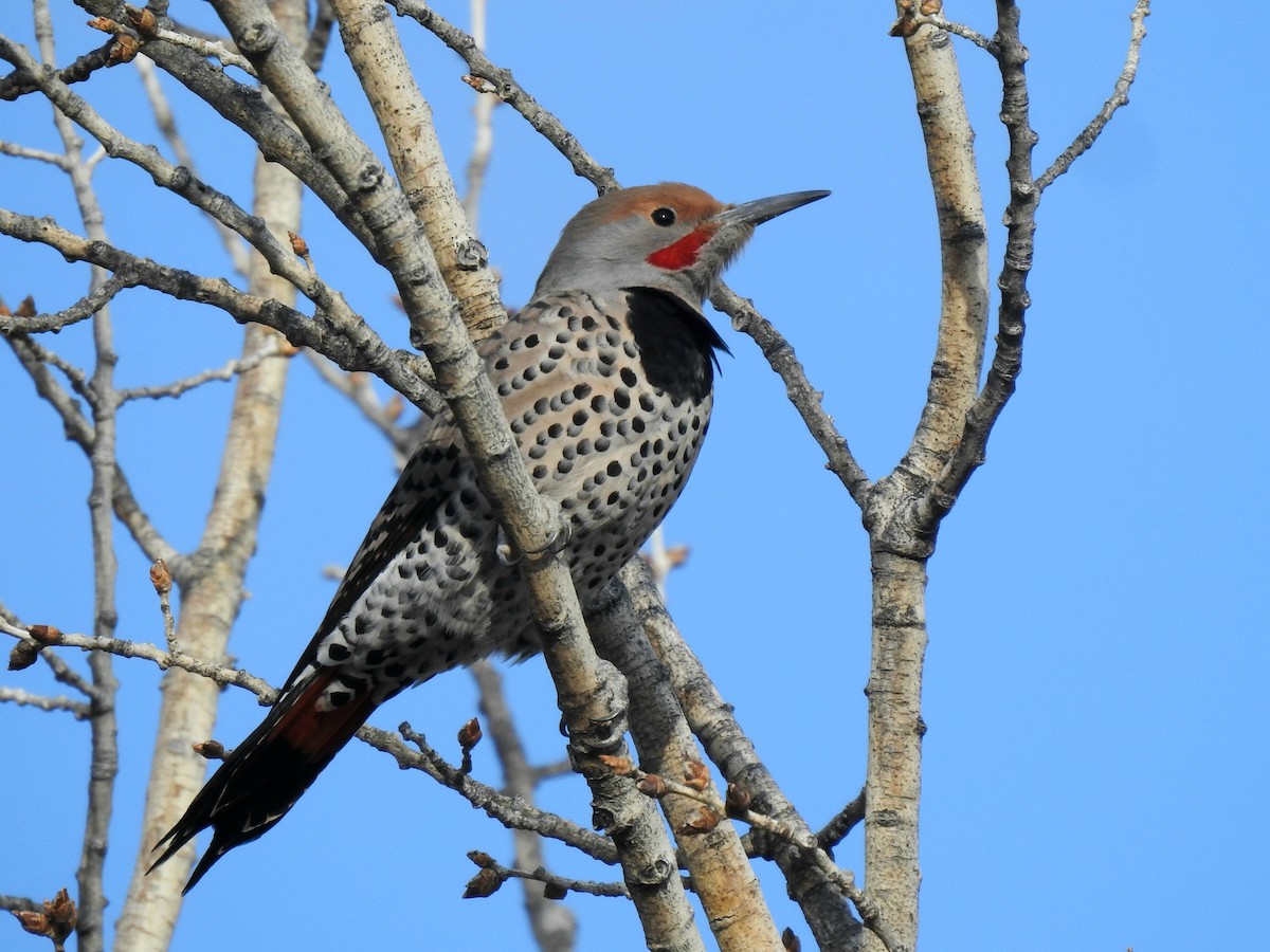 Northern Flicker (Red-shafted) - ML643142167