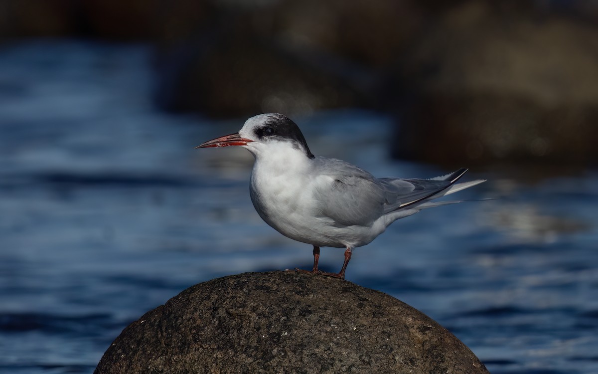 Antarctic Tern - ML643142171