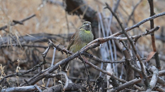 Cirl Bunting - ML643142172
