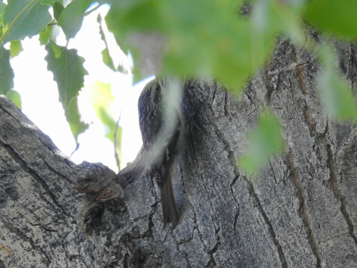 Brown Creeper - ML643142175