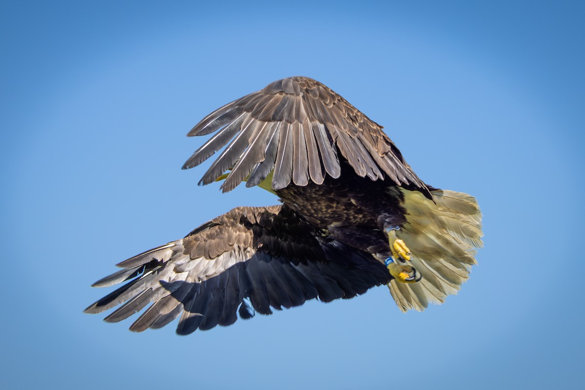 Bald Eagle - ML643142177