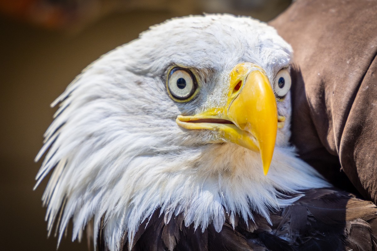 Bald Eagle - ML643142178