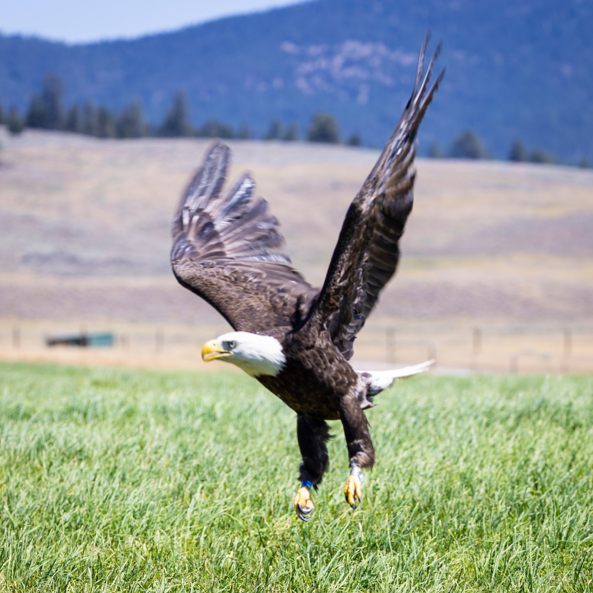 Bald Eagle - ML643142179