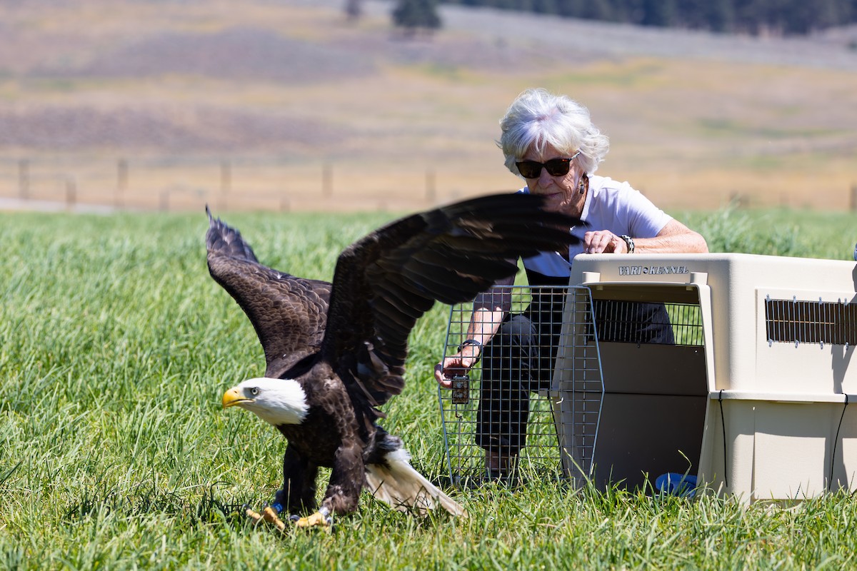 Bald Eagle - ML643142180