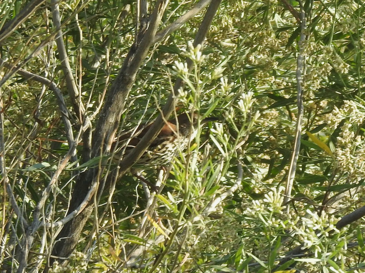 Brown Thrasher - ML643142181